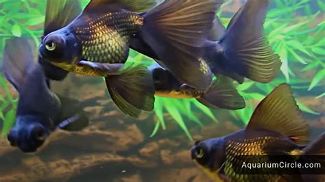 Black Moor Goldfish: Care Guide, Tankmates & .